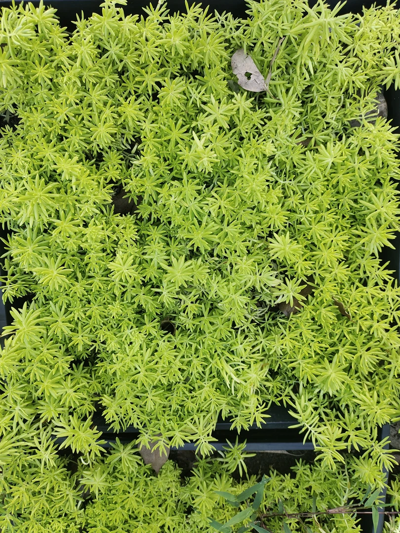 佛甲草 优秀地被造景造景观赏耐旱种植出售生长改良旺盛养护庭院