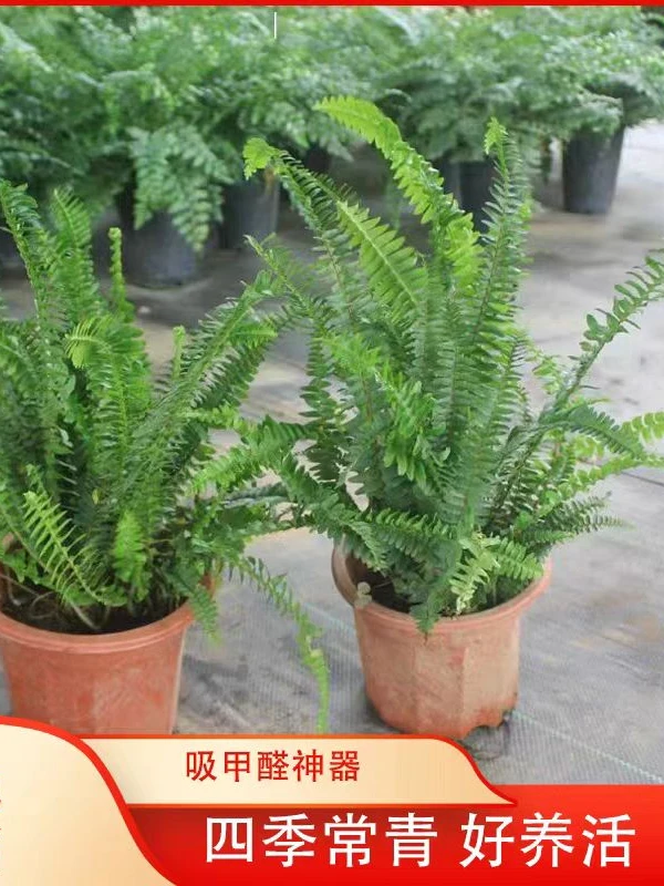 肾蕨+玉蝉花  多年生