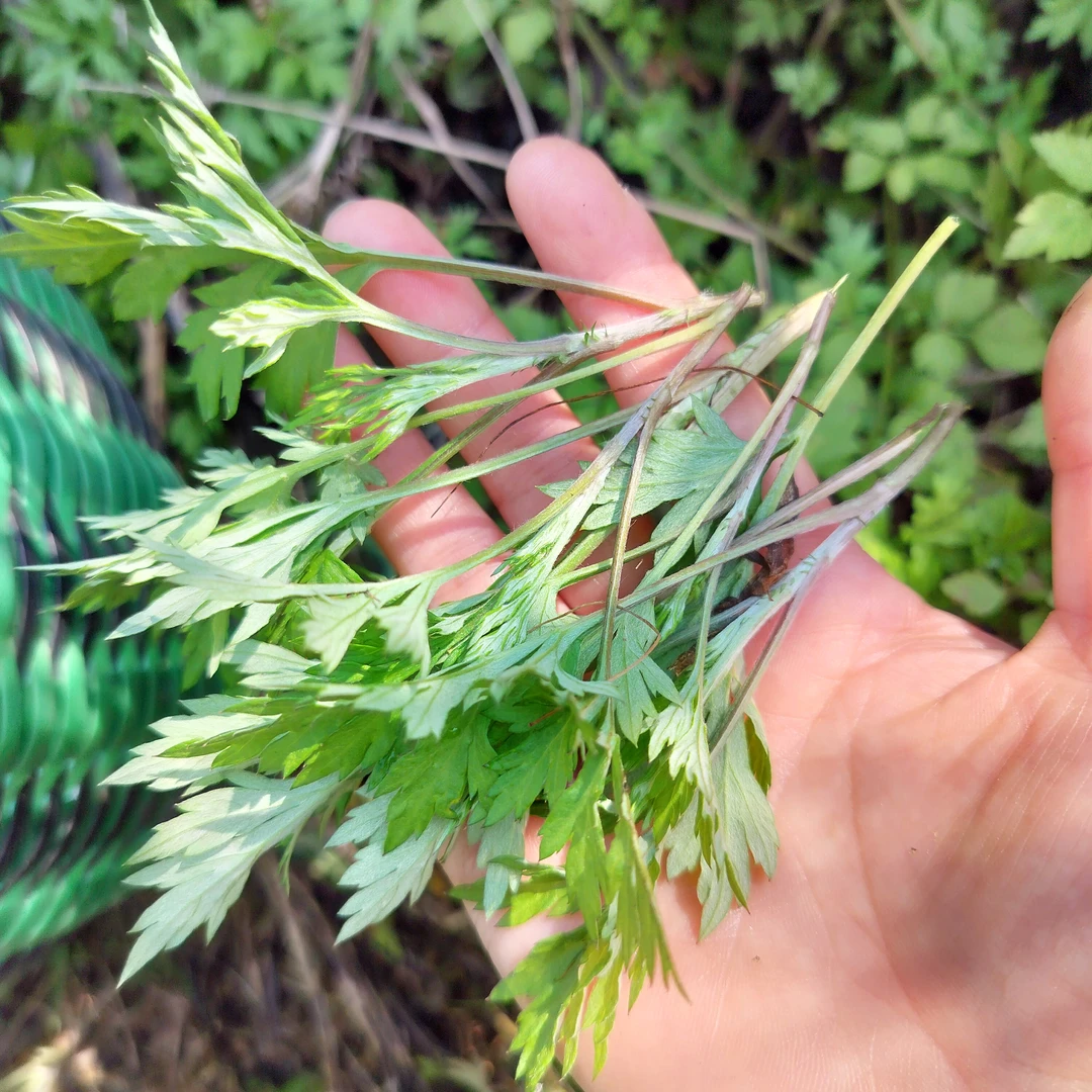 做青团新鲜艾叶草米粄艾草叶青团艾草叶粑粑艾叶原料食用1