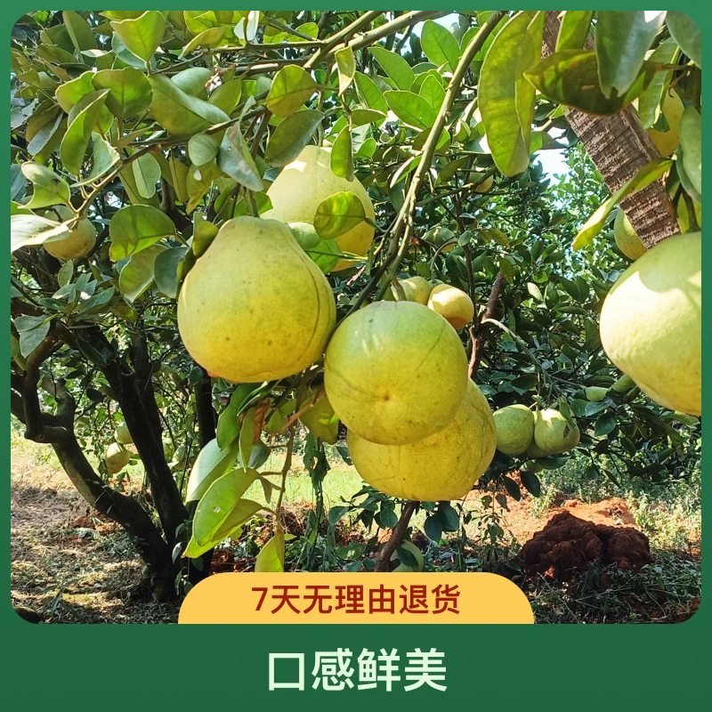 【江西安福金兰柚】试吃2个老树金兰柚江西特产高山柚子自家果园发