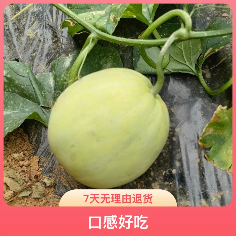 【安福甜瓜】香瓜甜瓜食用散装品质发货口感好吃配送口