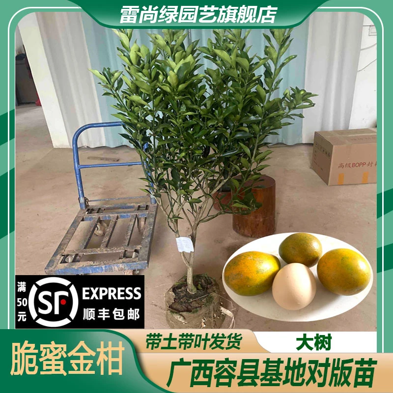 LEISHANGLU/雷尚绿精选新品种三代金柑大树脆皮金桔带花