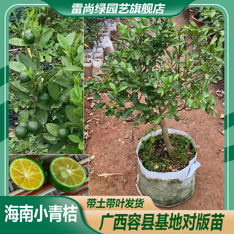 LEISHANGLU/雷尚绿海南小青桔苗金桔树苗海南小青桔树苗果树苗