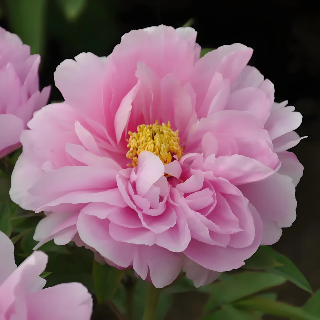 【如花似玉】洛阳精品观赏牡丹室内洛阳牡丹鲜花基地直发牡丹花