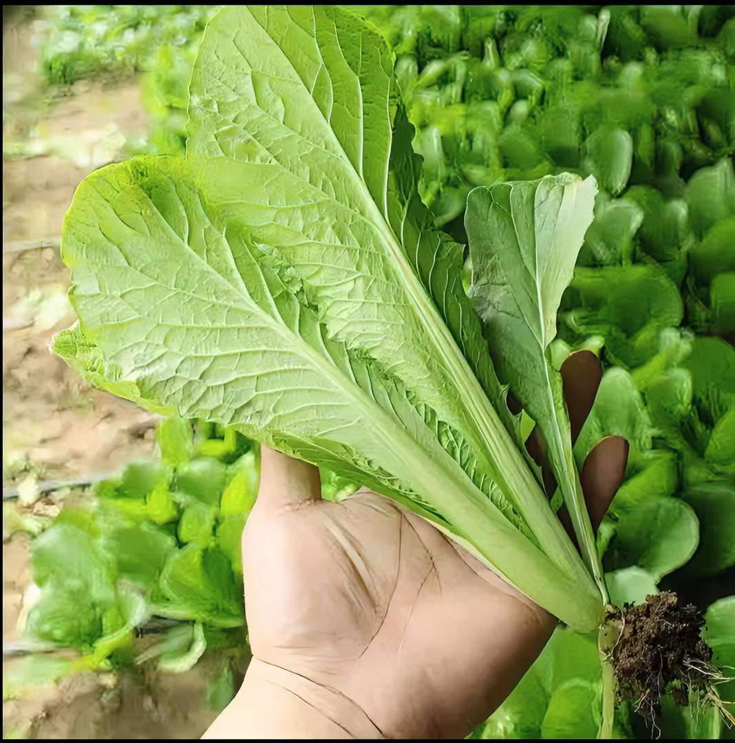东北小白菜新鲜绿色脆嫩生吃蔬菜农家现摘现发叶菜类青菜农家菜