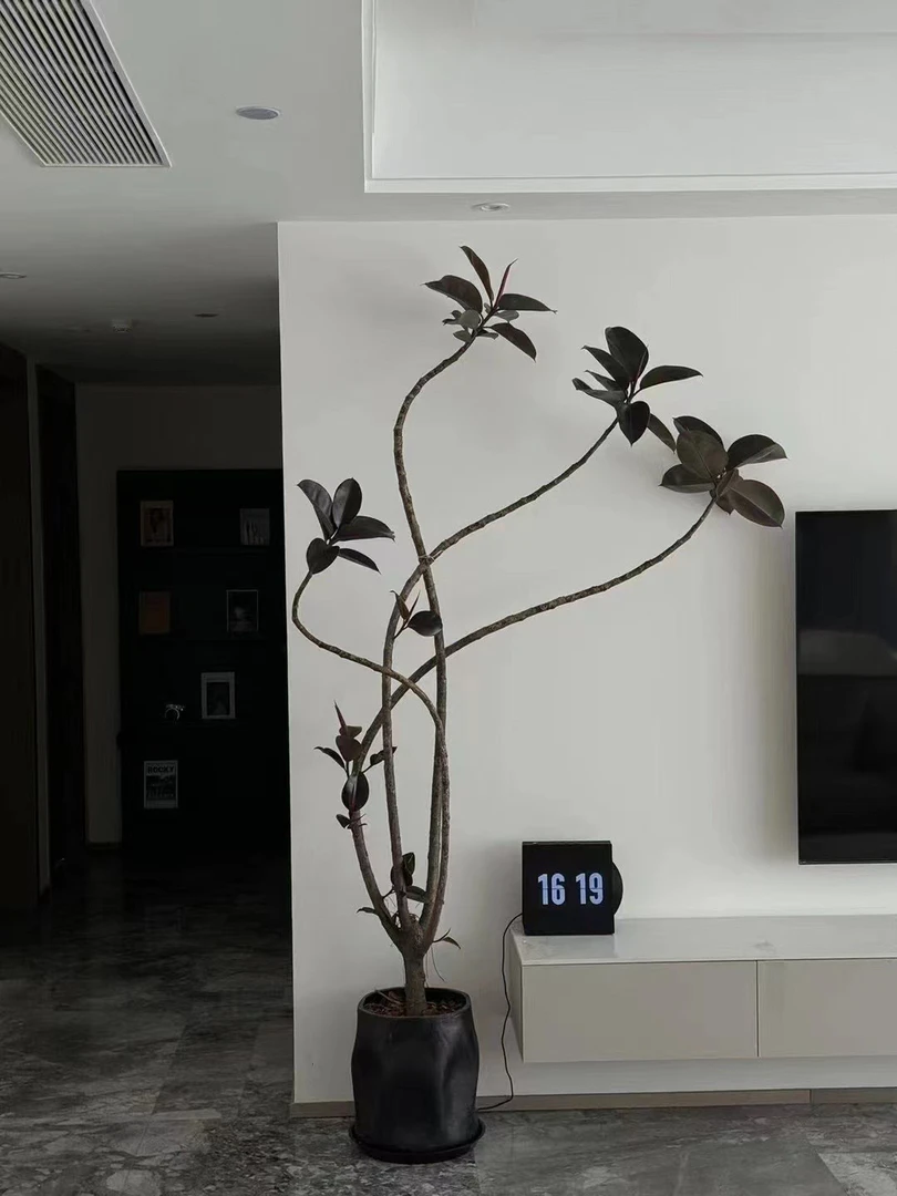 网红橡皮树黑金刚大型植物非常耐养强光弱光北欧简约百搭风格绿植