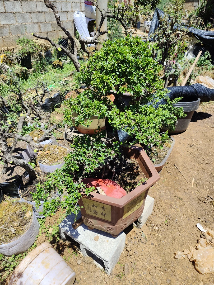 云南熏陶盆景素材一物一拍