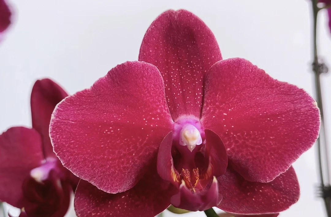 【拉菲】3.0杯 不带剑 古典美 丝绒质感 花期长蝴蝶兰（满2件包邮）