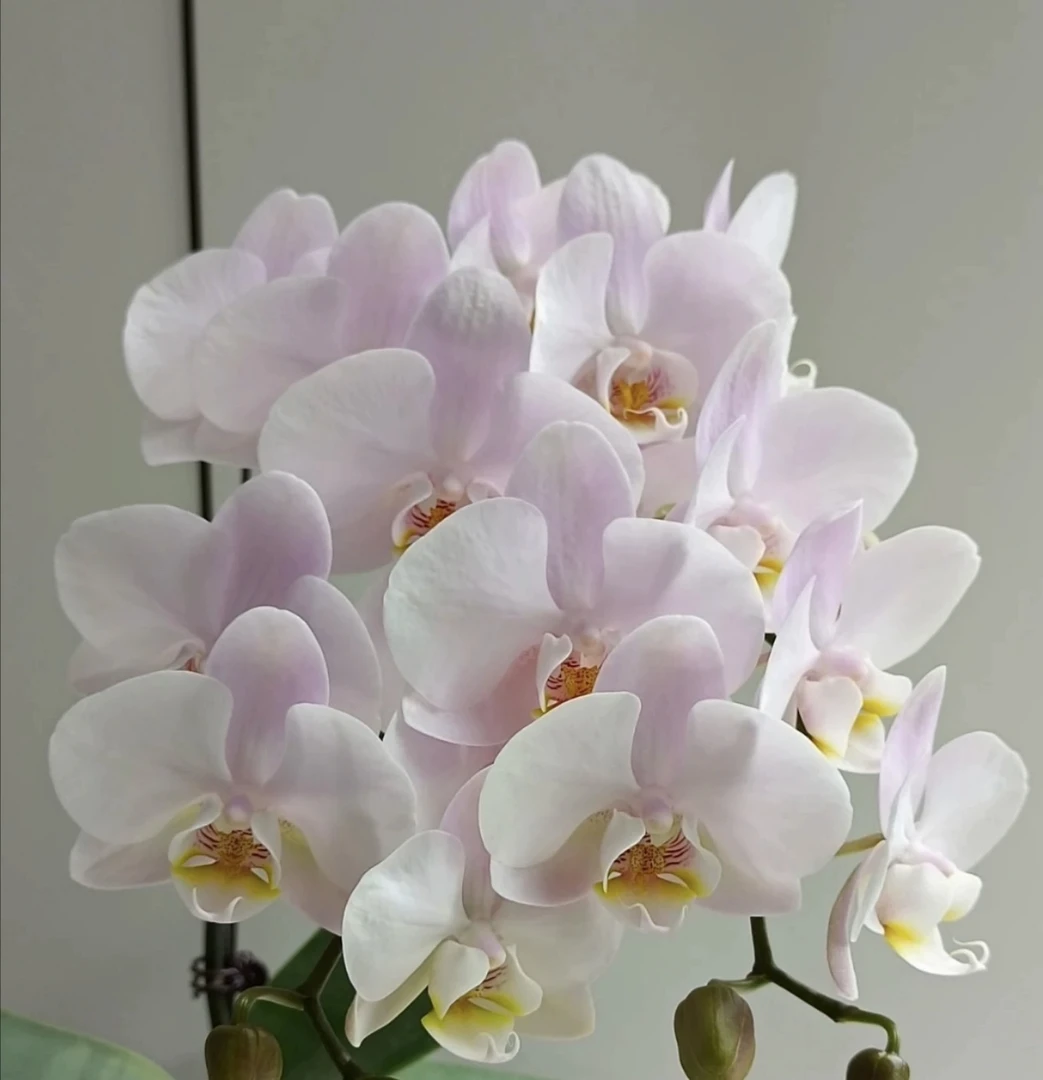 【罗曼史情人】3.0寸 瑕疵处理 瑕疵处理（满2件包邮）