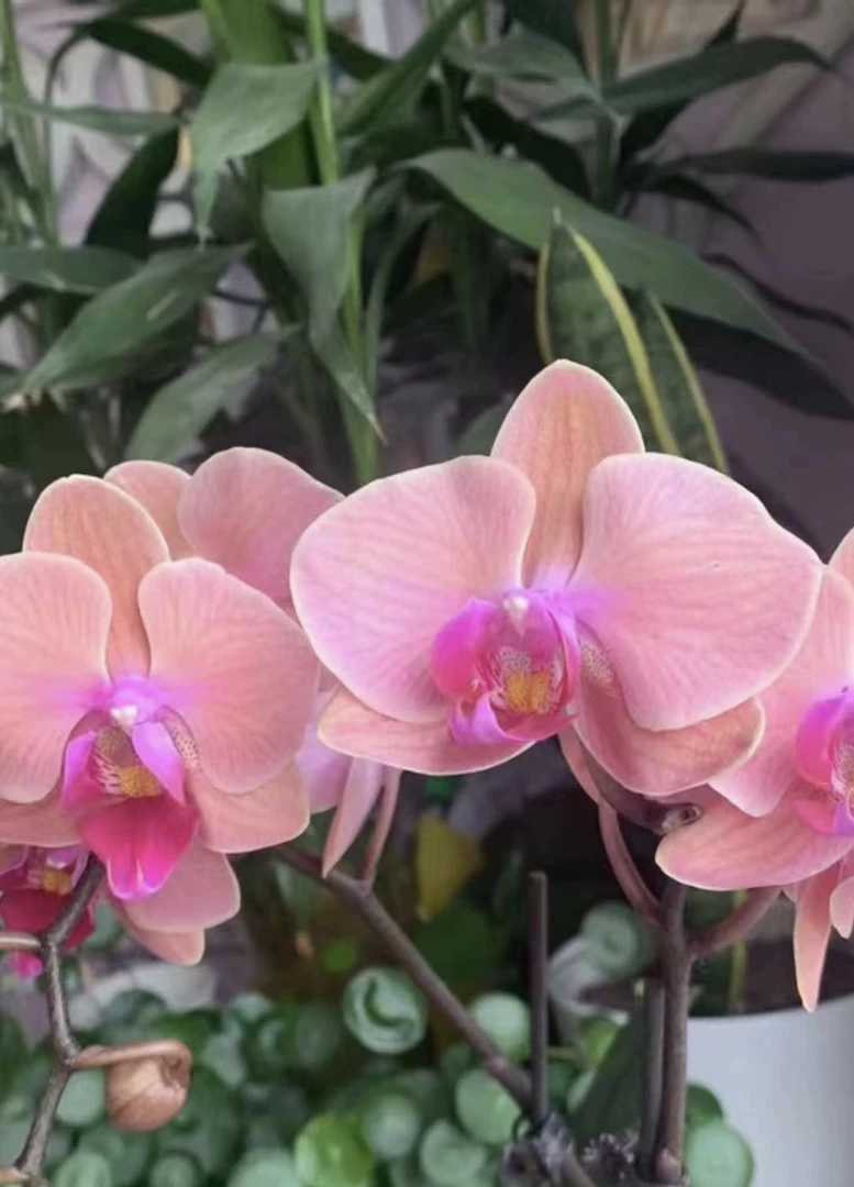 【橘粉CH2102】2.8寸苗 不带剑  红唇中花型丰花蝴蝶兰（满2件包邮）