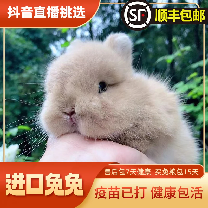美系双血侏儒兔宠物兔小兔子