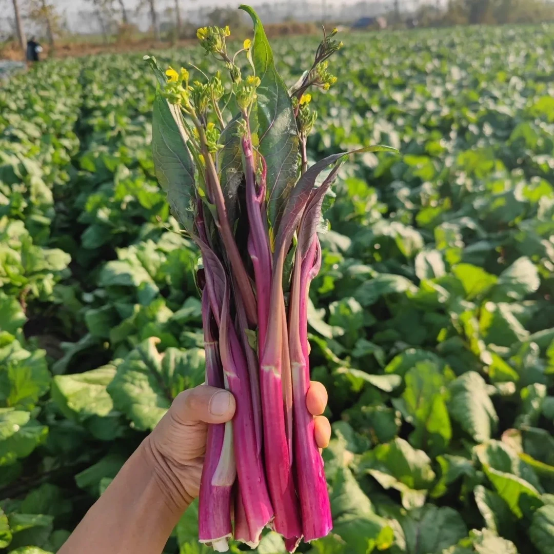 顺丰京东包邮湖北特产新鲜现采红菜苔白菜苔现采现摘现发2斤4斤