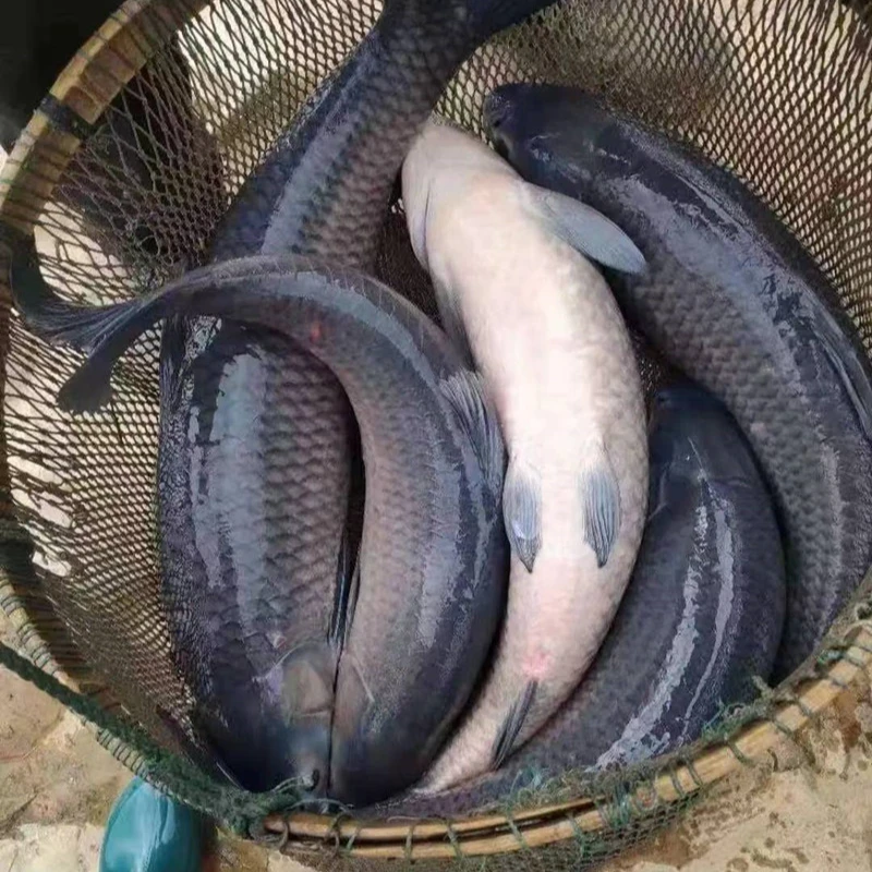 渔场直发四川青鱼 每条2-10g 生态养殖螺丝青鱼