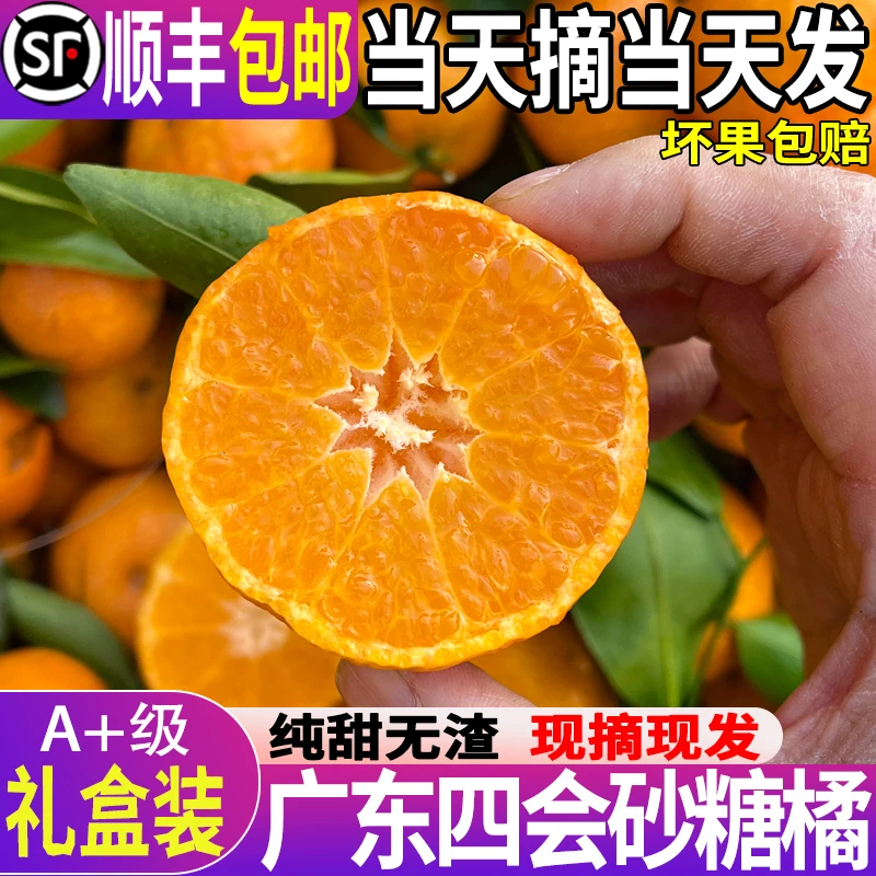 广东正宗四会砂糖橘沙糖桔子纯甜无渣水果新鲜当季时令非广西顺丰