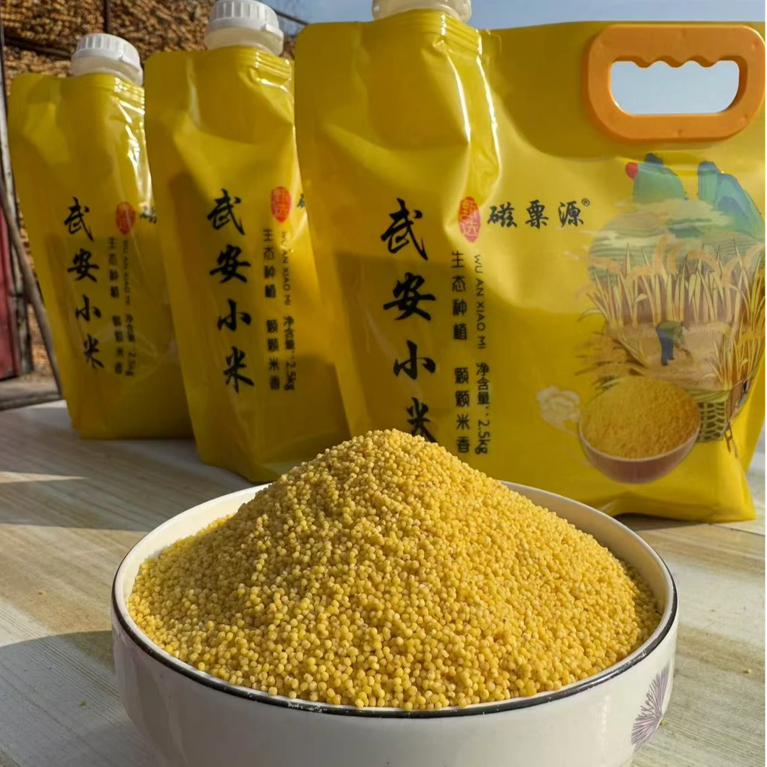 （24年新小米）磁粟源武安小米农家小米香甜软糯米油丰厚有机杂粮