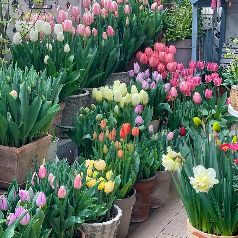 【水培郁金香】荷兰进口郁金香种球庭院阳台盆栽花卉植物新手好养活