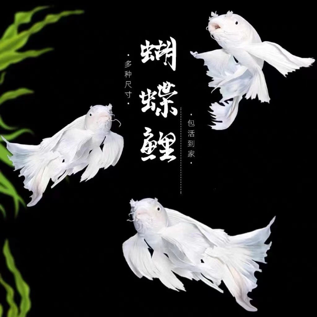 台湾蝴蝶鲤纯种短身球体蝴蝶鲤冷水鱼观赏鱼