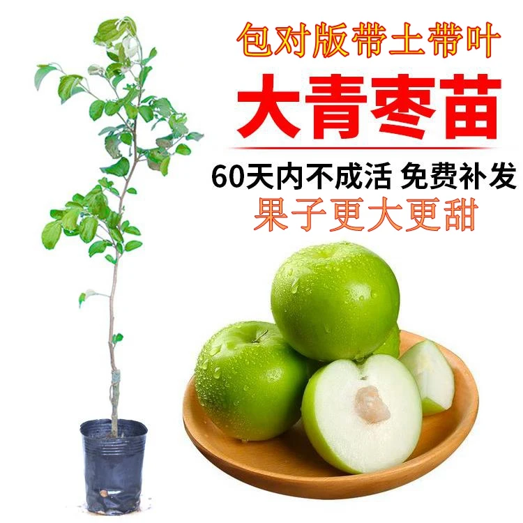 苹果枣苗牛奶枣苗台湾大青枣苗蜜丝枣苗嫁接当年结果苹果枣树苗
