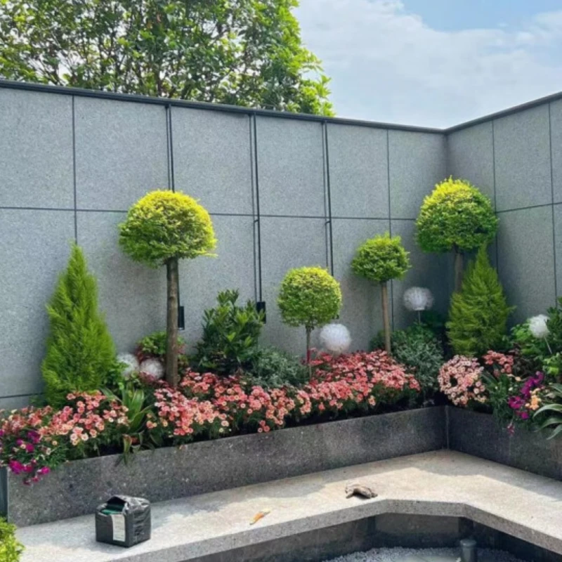 棒棒糖亮晶女贞球庭院绿化植物四季长青球形植物户外耐寒花境植物