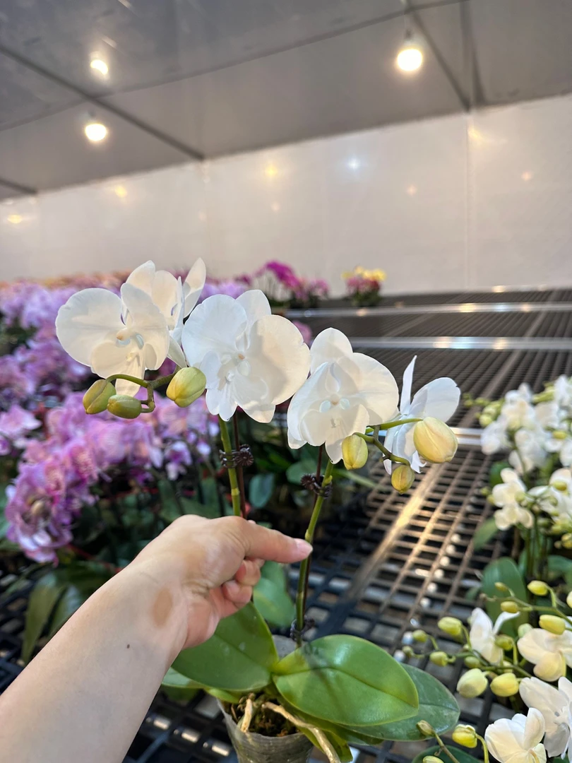 蝴蝶兰【白天鹅】高端花卉高端摆设乔迁开店送礼送人