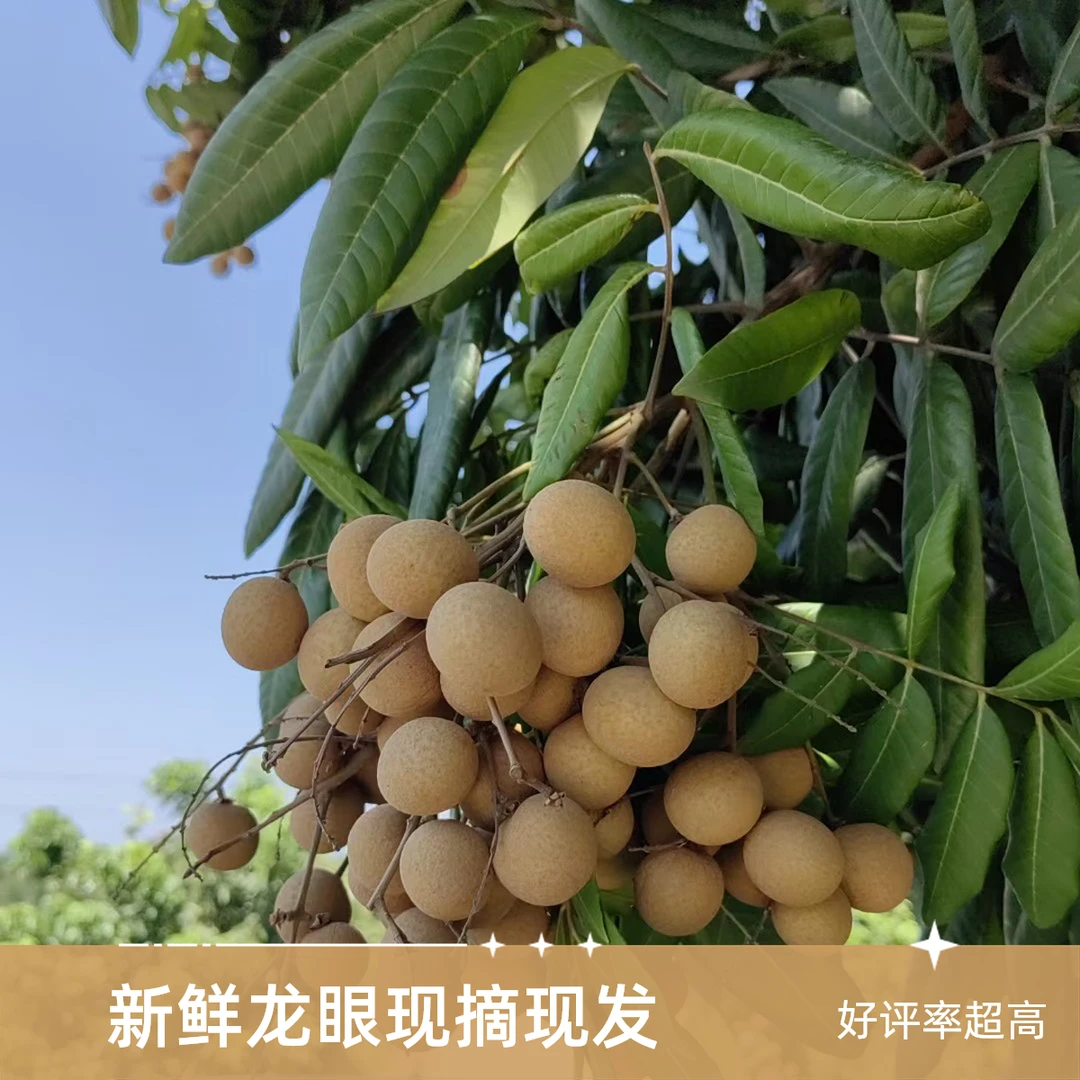 泸州本地新鲜桂圆当季水果现摘龙眼10斤装