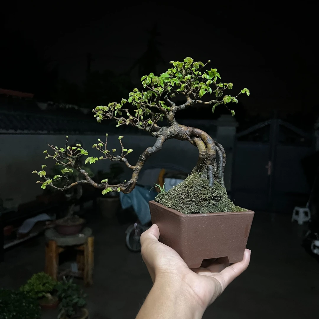 榆树盆栽 盆景素材