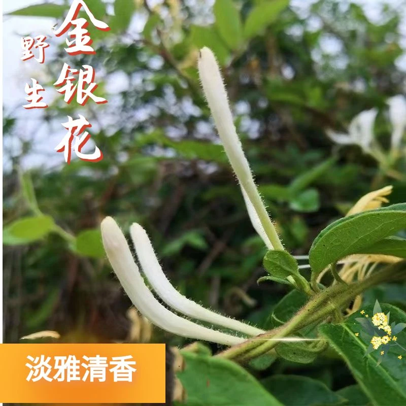 2024天然野生食用金银花无硫50g包邮