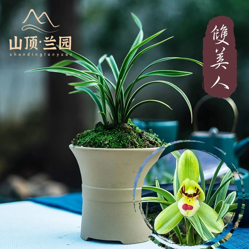 清香桌面兰花苗春兰双美人金边复轮艺荷瓣好养矮种春秋香味植物