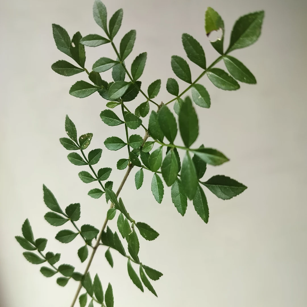 对节白腊，图片为展示盆景，以直播间实际拍物为准