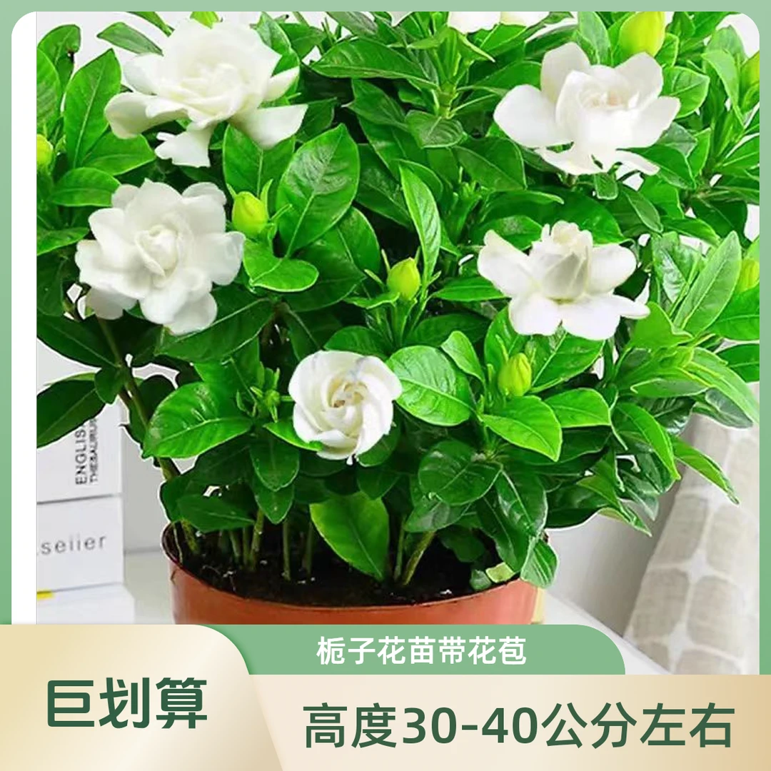 【栀子花】丛生小叶四季浓香型香水栀子花带花苞绿植花卉