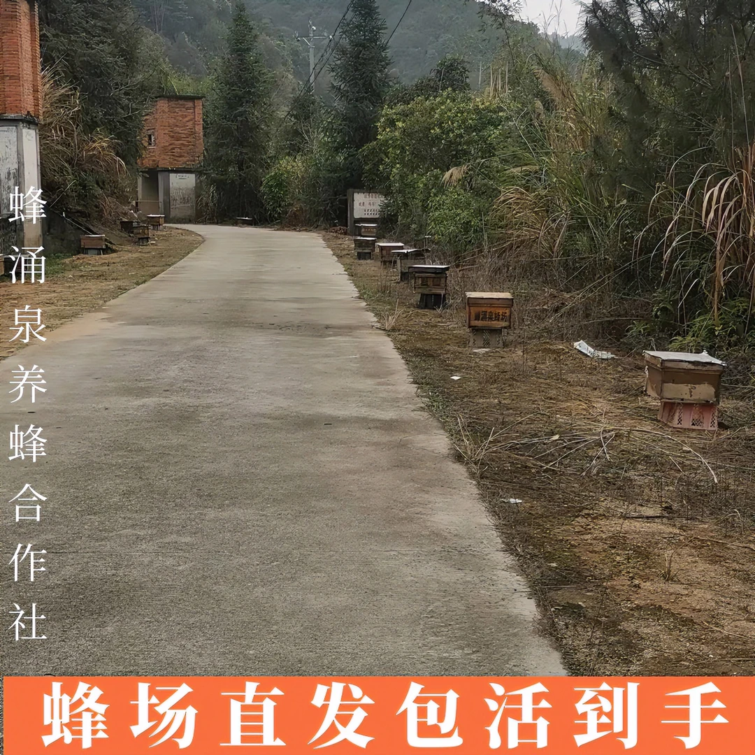 中华蜜蜂土蜂笼蜂带子脾带蜂王一整箱开产王产卵王养蜂蜂箱带蜂箱