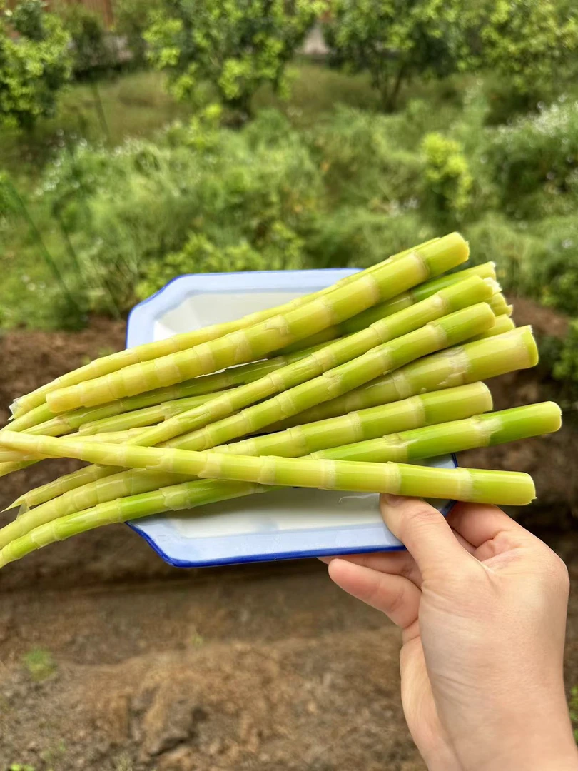 【焯水发货】野生现摘小竹笋水竹笋湖北恩施高山竹笋