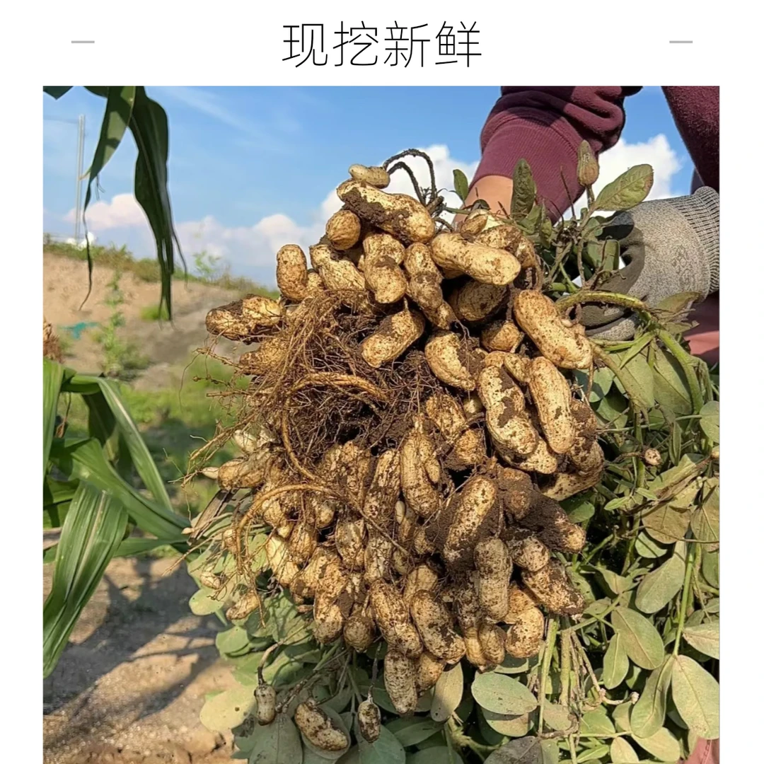 【小吴支书推荐】农户自种新鲜带泥花生  现挖新鲜带壳花生