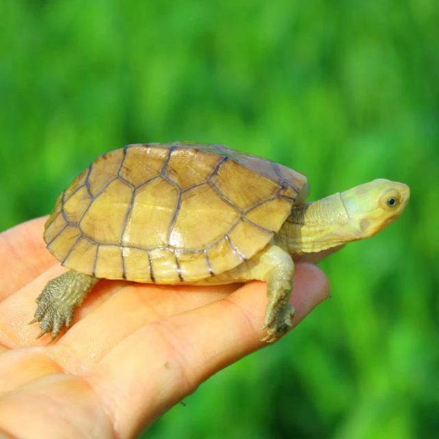 皖南种小青龟宠物观赏龟直播选龟链接【直接拍发龟粮】