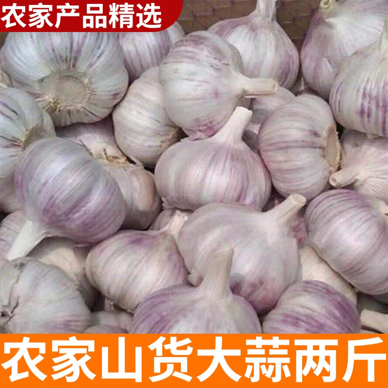 山村农家大蒜 1000克 两斤装  山货农家自产大蒜土特产