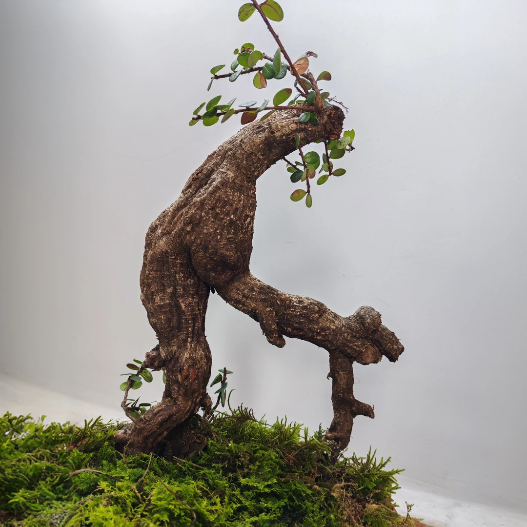 云南米叶红花梅盆景五翅梅绿植山红叶盆景