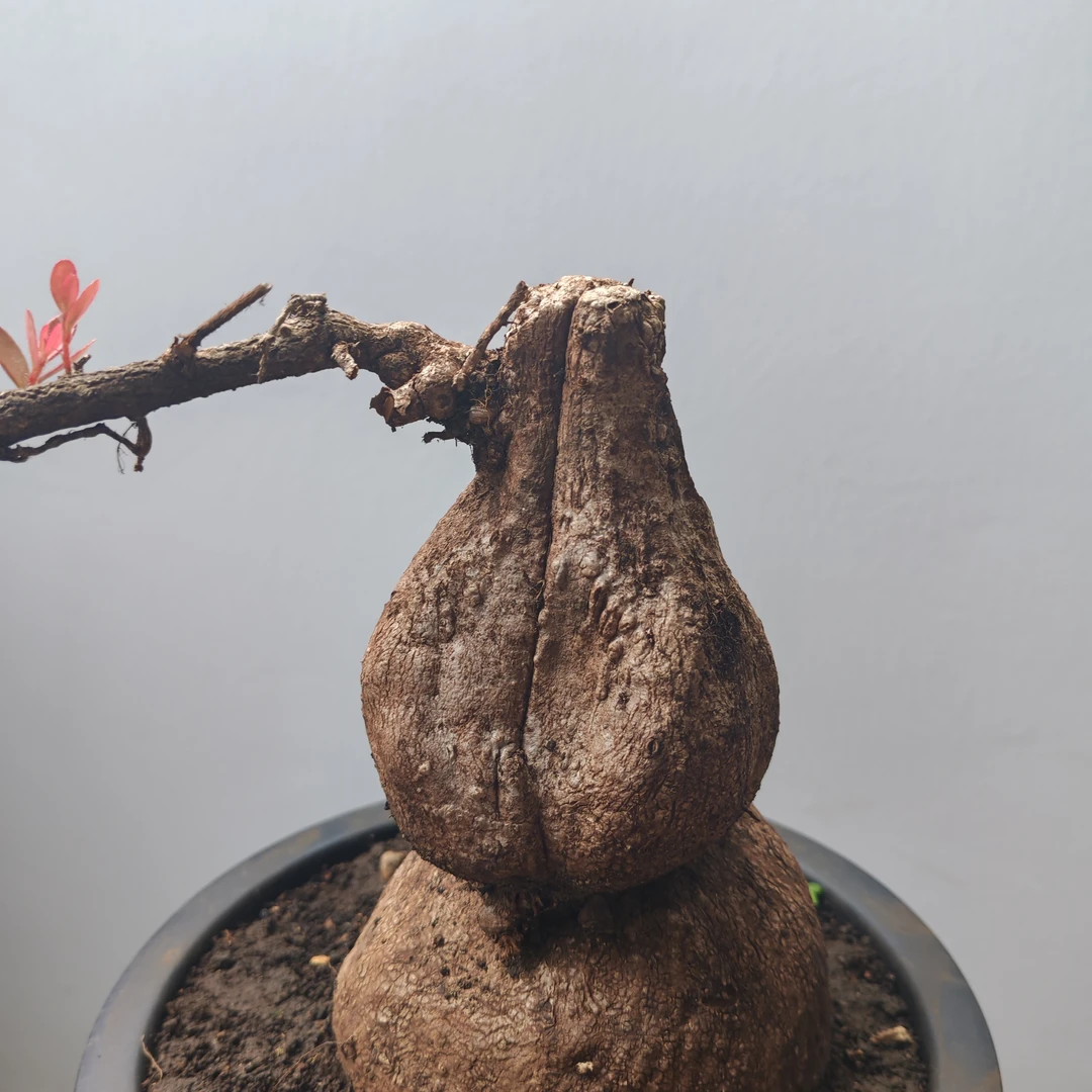 云南米叶红花五翅梅树老桩萝卜，一物一拍，请务擅自拍。五翅莓盆景