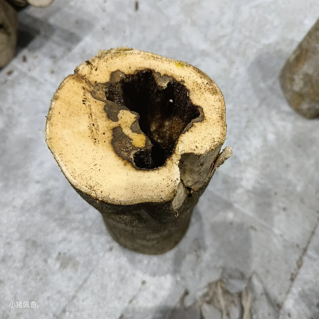 原木木段虫漏香料