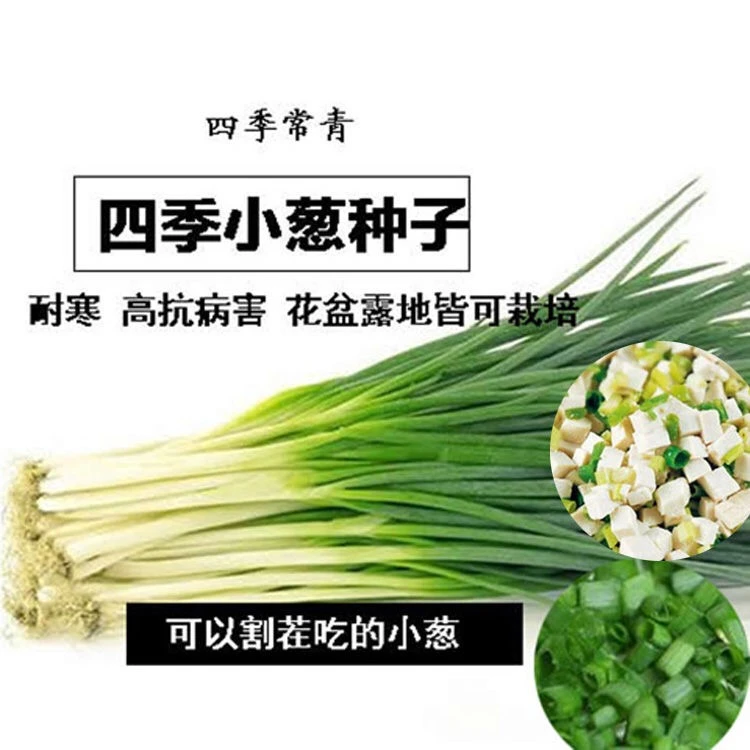 【满5包包邮】四季小香葱种子四季易种小葱籽阳台室内盆栽庭院蔬菜