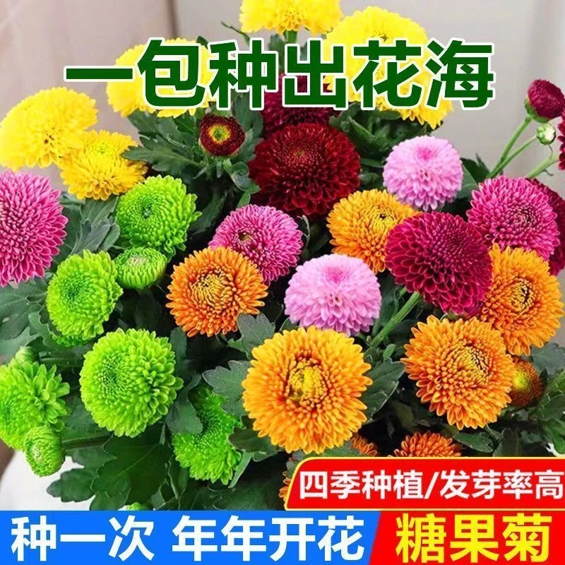 【花种子】糖果菊种子耐高温耐湿阳台盆栽