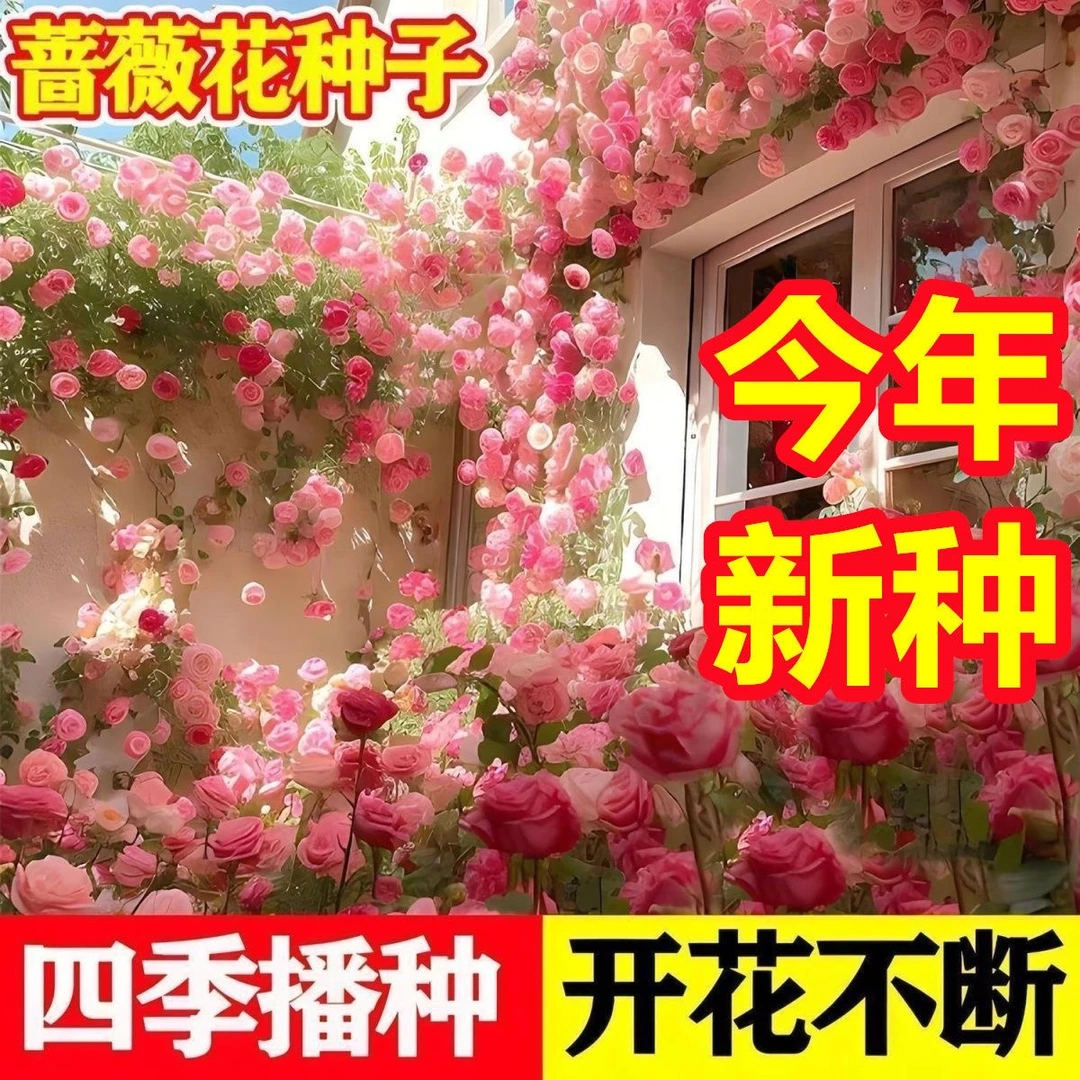 【花种子】蔷薇花种子耐高温耐湿阳台盆栽