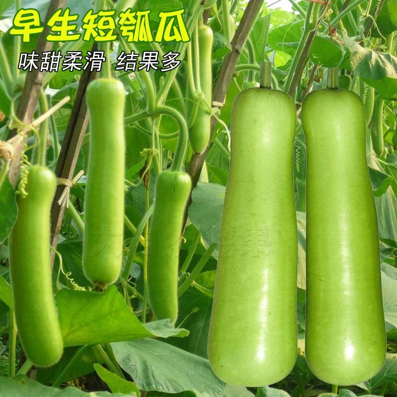 【满5包包邮】瓠瓜种子四季可种高营养蔬菜种子盆栽