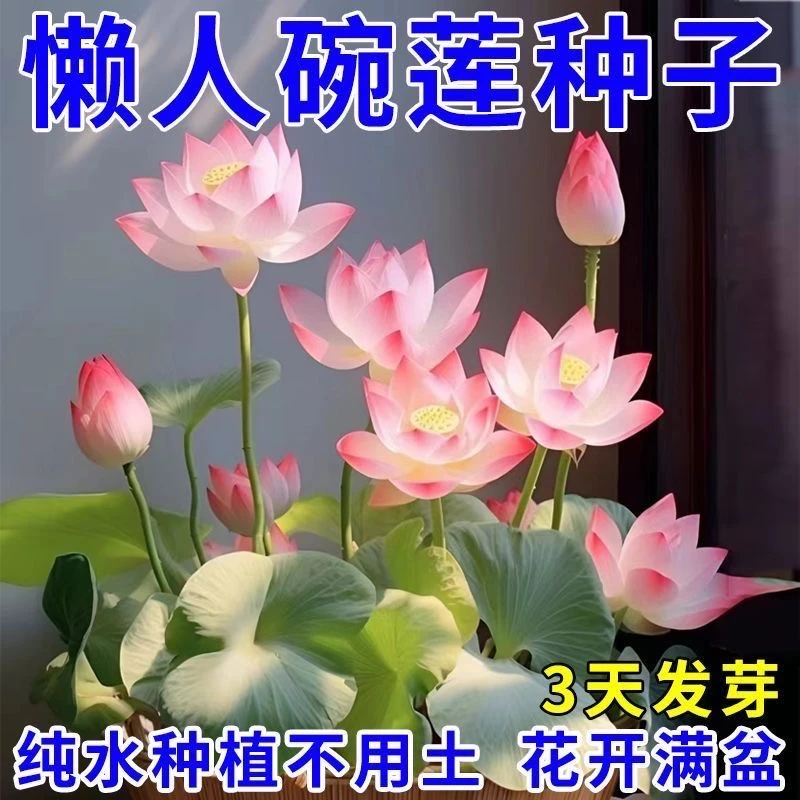 【花种子】水培碗莲种子耐高温耐湿阳台盆栽