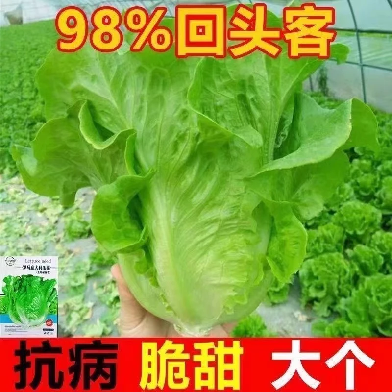 【满5包包邮】生菜种子蔬菜种子