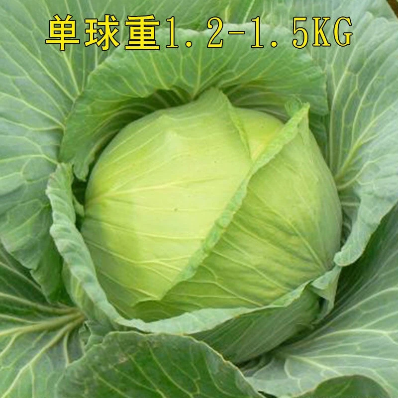 【满5包包邮】甘蓝种子蔬菜种子包菜种子