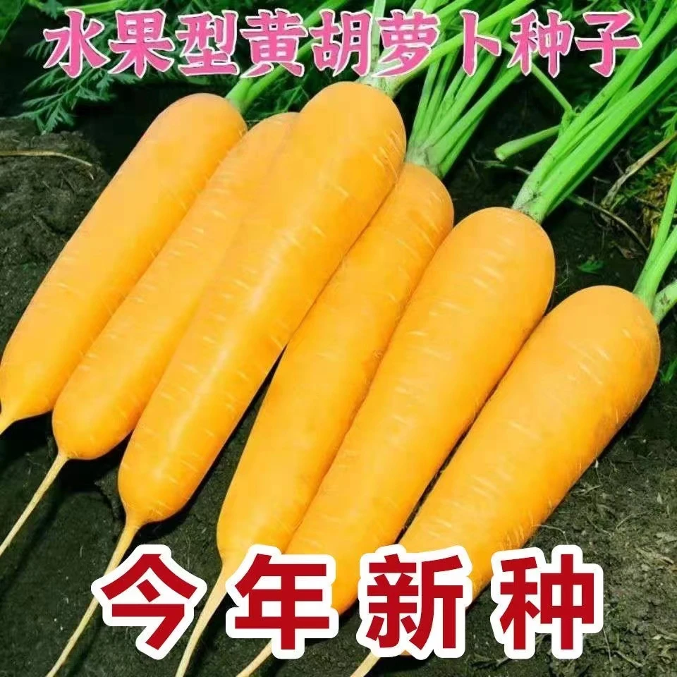 【满5包包邮】齐头黄胡萝卜种子水果萝卜种阳台盆栽秋季蔬菜种子