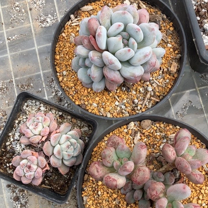 星星缀一物一拍三个