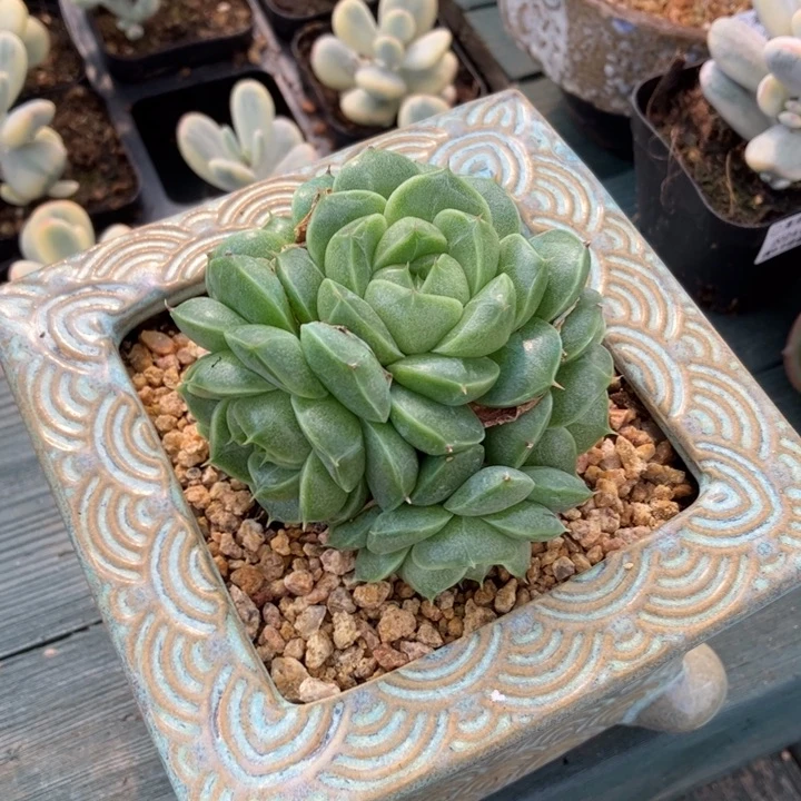 秋*～秋姐一物一拍多肉植物