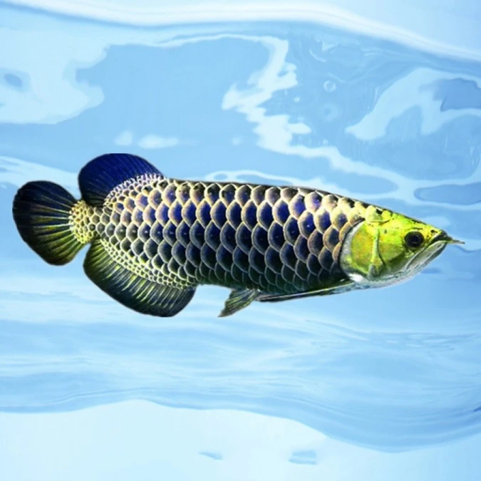 古典蓝底过背高背金龙鱼活鱼练手龙鱼小龙鱼苗宝石龙鱼热带鱼