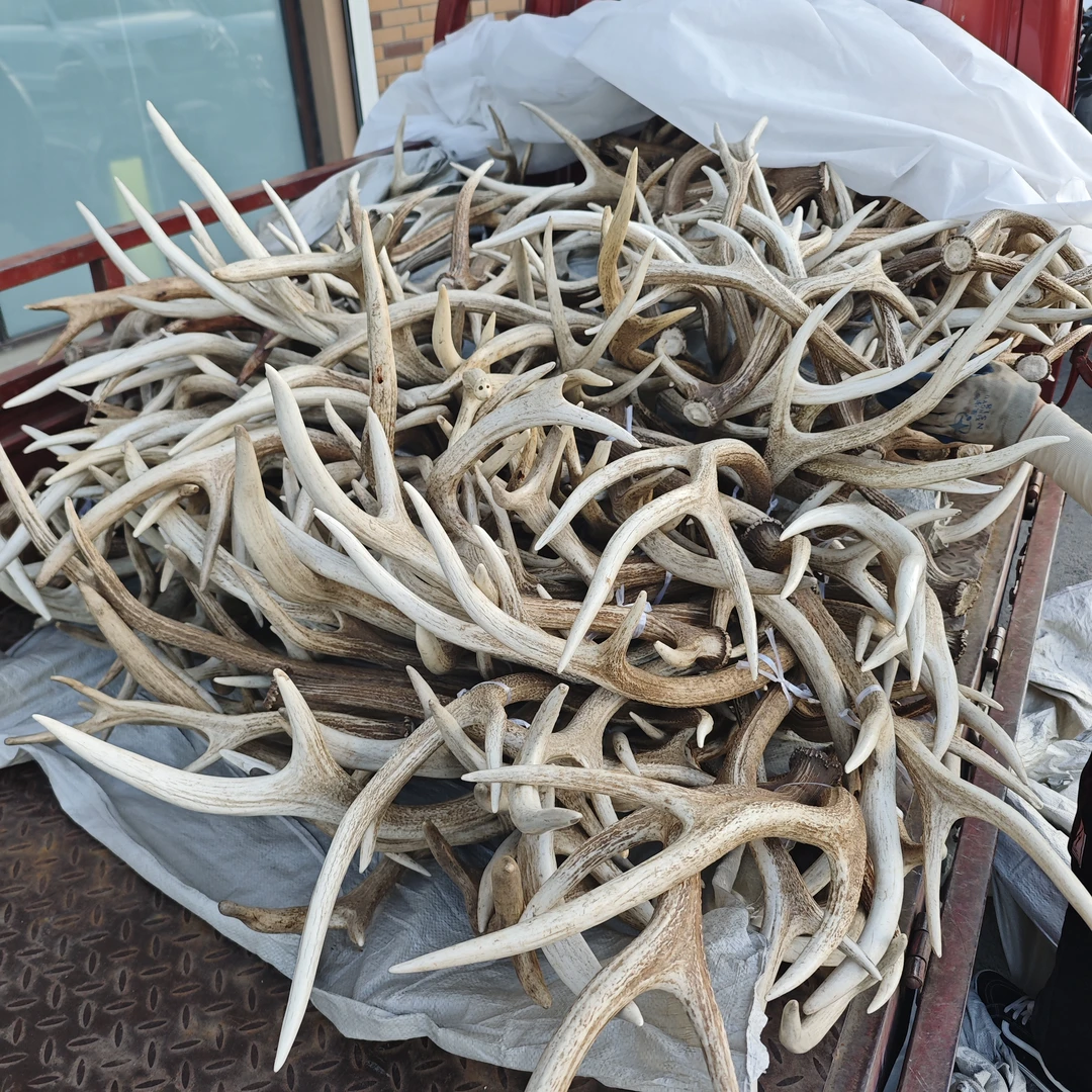 梅花鹿鹿角散角单支鹿角熬胶原料打粉纯花鹿角桌面摆件室内装饰